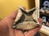Middle Bronze Age Oil Lamp - Abraham's Time